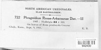 Phragmidium rosae-arkansanae image